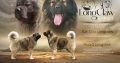 Caucasian Shepherd puppies