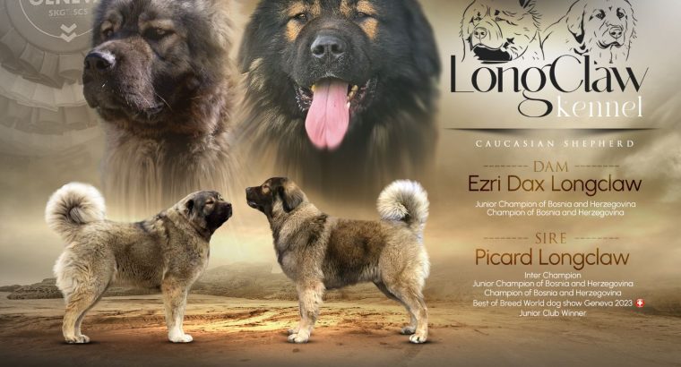 Caucasian Shepherd puppies
