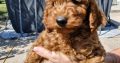 Toy Poodle puppies for sale