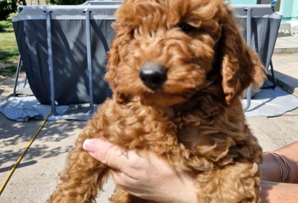 Toy Poodle puppies for sale