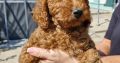 Toy Poodle puppies for sale