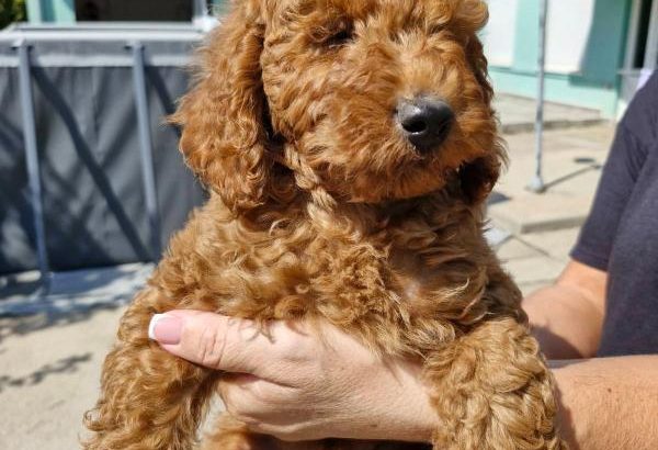 Toy Poodle puppies for sale