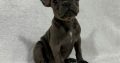 French Bulldog puppies