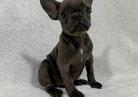 French Bulldog puppies
