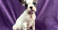 French Bulldog puppies