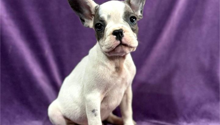 French Bulldog puppies
