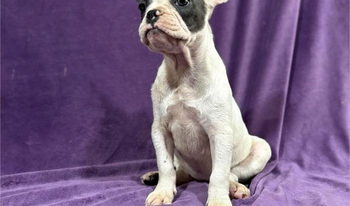 French Bulldog puppies