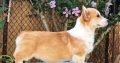 Welsh corgi pembroke puppies for sale