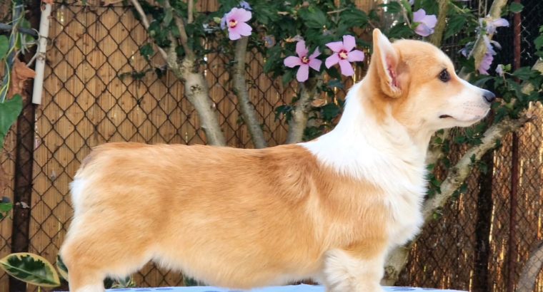 Welsh corgi pembroke puppies for sale