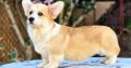 Welsh corgi pembroke puppies for sale
