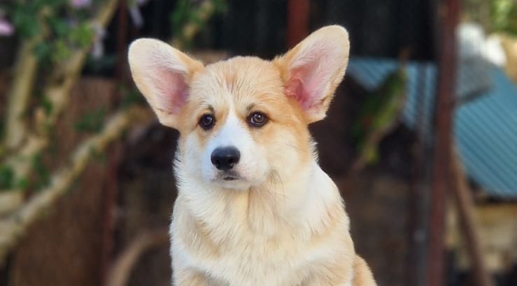 Welsh corgi pembroke puppies for sale