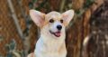 Welsh corgi pembroke puppies for sale