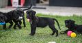 Cane Corso puppies for sale