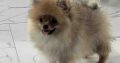 Pomeranian Spitz puppies
