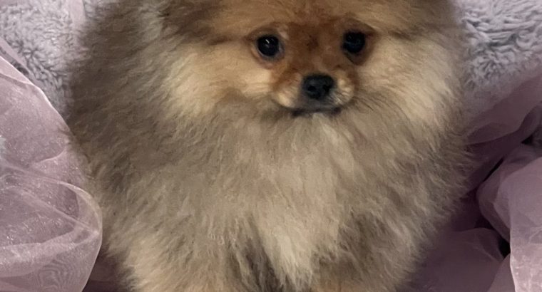Pomeranian Spitz puppies
