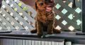 Toy Poodle puppies for sale