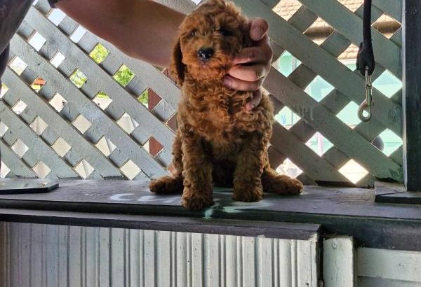 Toy Poodle puppies for sale