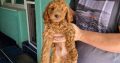 Toy Poodle puppies for sale