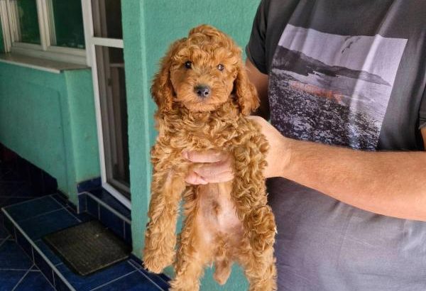Toy Poodle puppies for sale