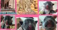 Pure bred blue nose pitbull puppies for sale