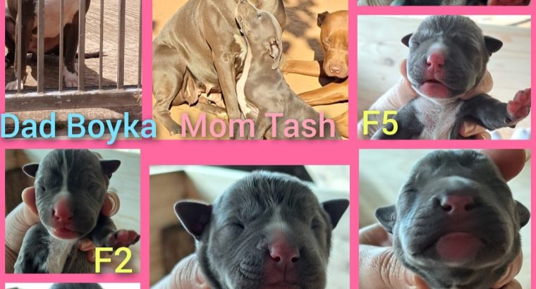 Pure bred blue nose pitbull puppies for sale