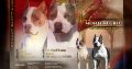American Staffordshire Terrier – Beautiful Puppies