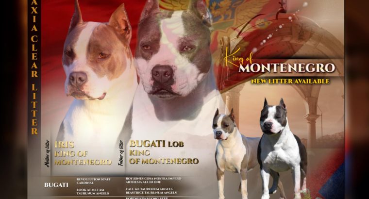American Staffordshire Terrier – Beautiful Puppies