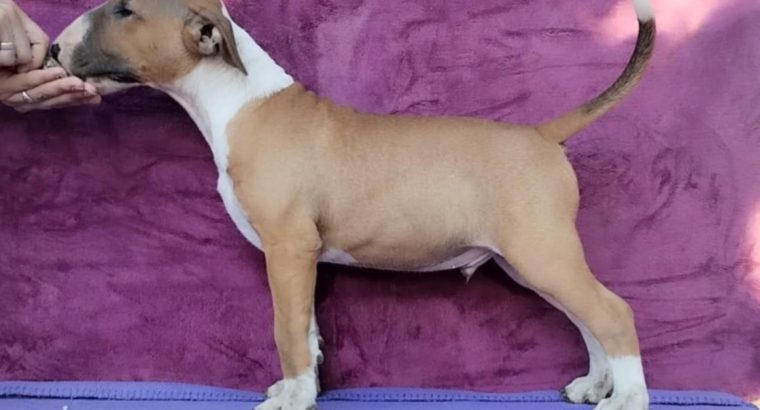 Standard Bull Terrier puppies