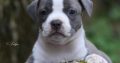 American Staffordshire Terrier – Beautiful Puppies