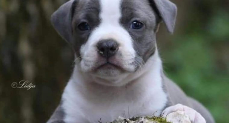 American Staffordshire Terrier – Beautiful Puppies