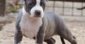 American Staffordshire Terrier – Beautiful Puppies