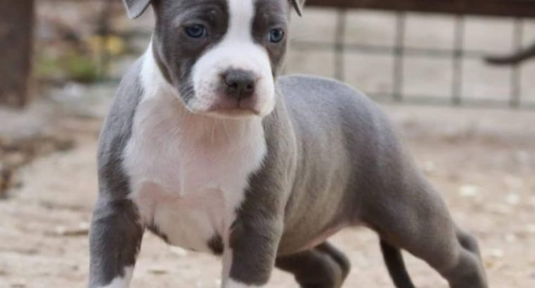 American Staffordshire Terrier – Beautiful Puppies