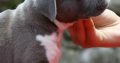 American Staffordshire Terrier – Beautiful Puppies