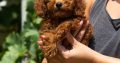 Miniature Poodle puppies