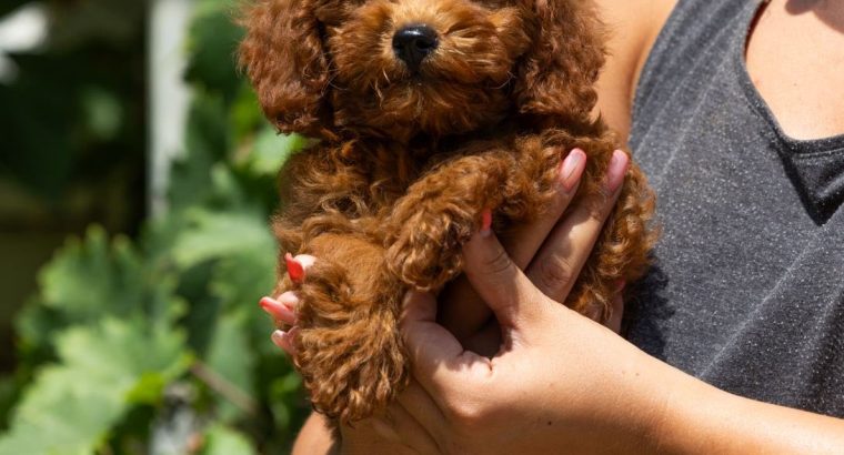 Miniature Poodle puppies