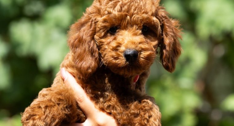 Miniature Poodle puppies