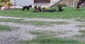 Dutch Shepherd puppies for sale