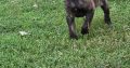 Dutch Shepherd puppies for sale