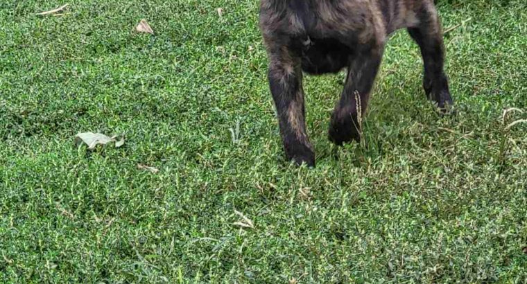 Dutch Shepherd puppies for sale