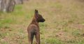 Dutch Shepherd puppies for sale