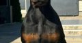 Doberman puppies for sale