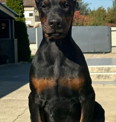 Doberman puppies for sale