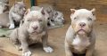 New Litter American Bully Puppies