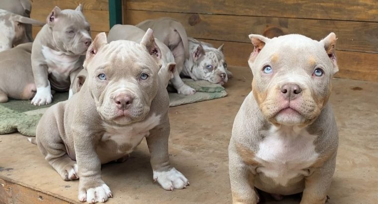 New Litter American Bully Puppies