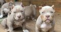 New Litter American Bully Puppies