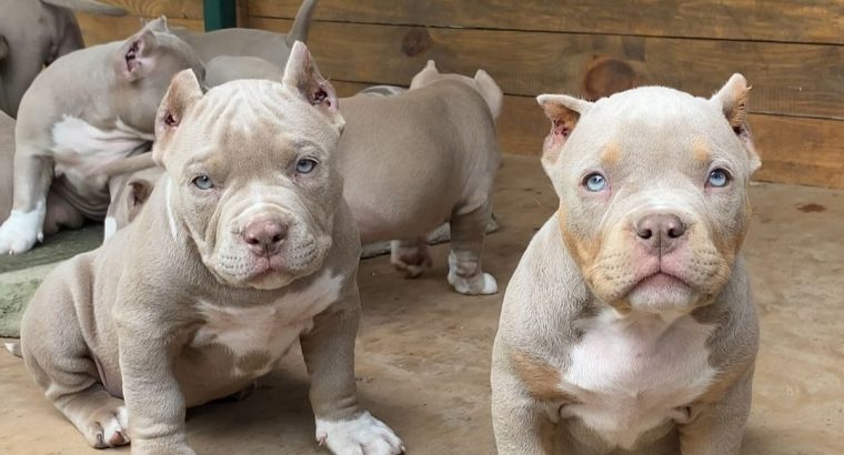 New Litter American Bully Puppies