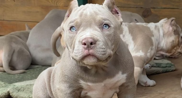 New Litter American Bully Puppies