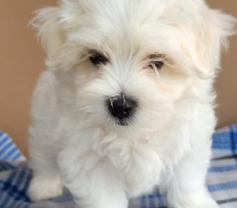 Sweet Maltese puppies for sale