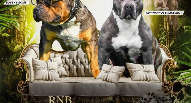 American Bully puppies
