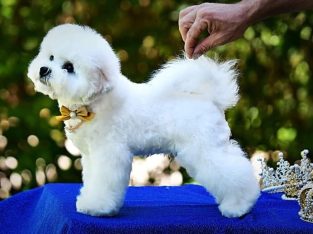 Bichon Frise male puppy